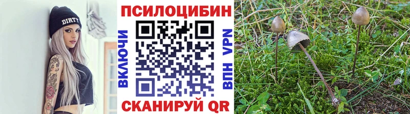 mega зеркало  Светлогорск  Галлюциногенные грибы мицелий 